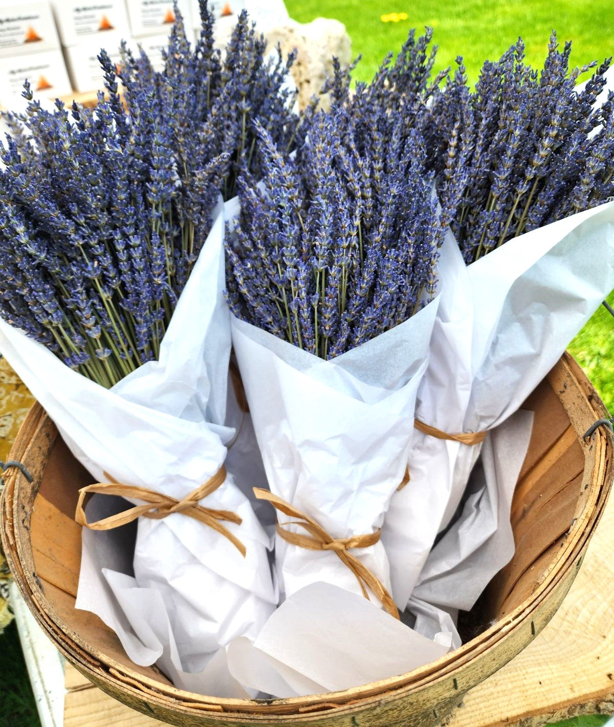 Fresh Phenomenal Lavender Bouquets: Hand-Picked Maine Grown, Fragrant, Calming, Organic Stems