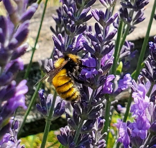 Fresh Phenomenal Lavender Bouquets: Hand-Picked Maine Grown, Fragrant, Calming, Organic Stems
