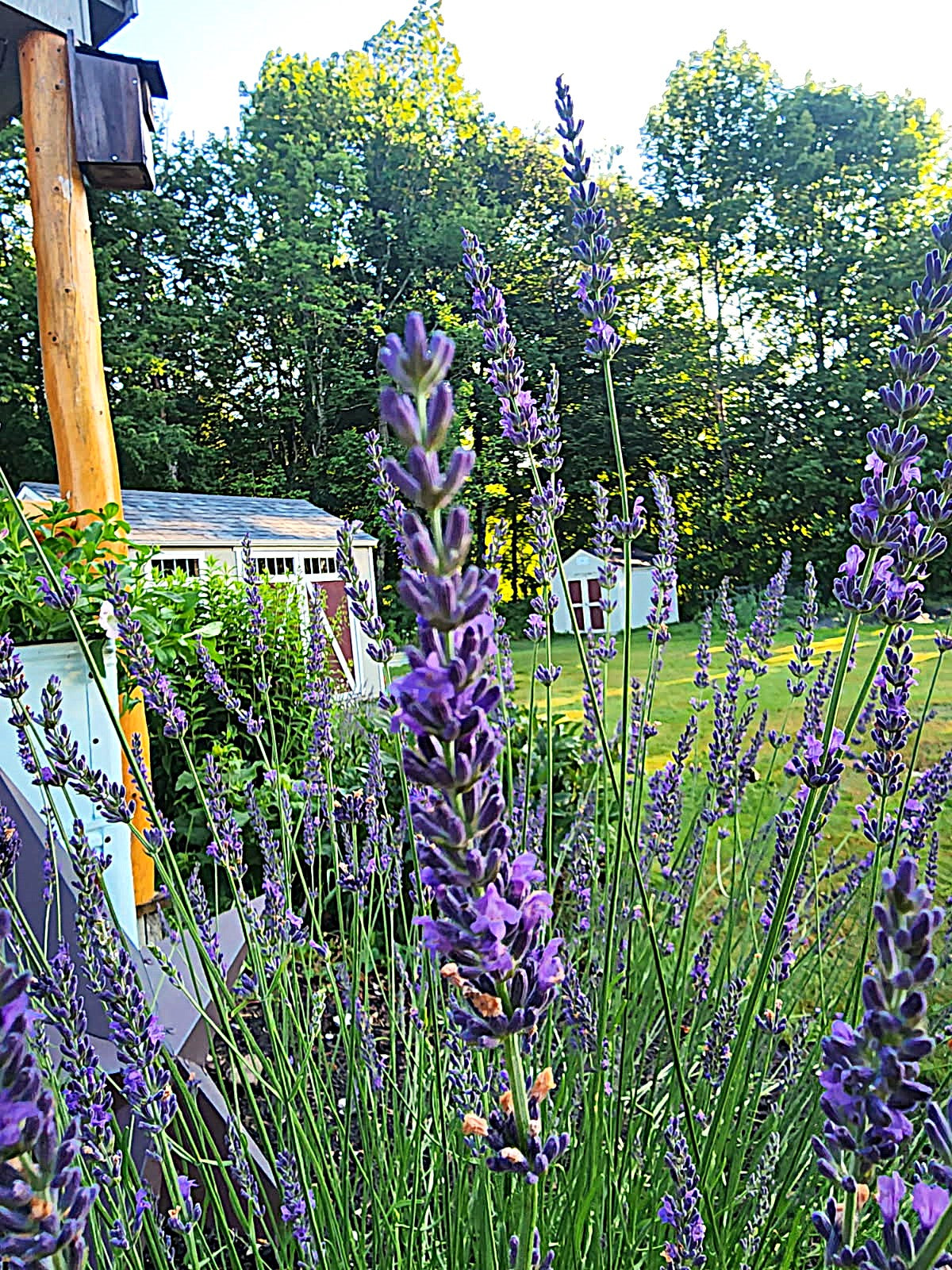 Fresh Phenomenal Lavender Bouquets: Hand-Picked Maine Grown, Fragrant, Calming, Organic Stems