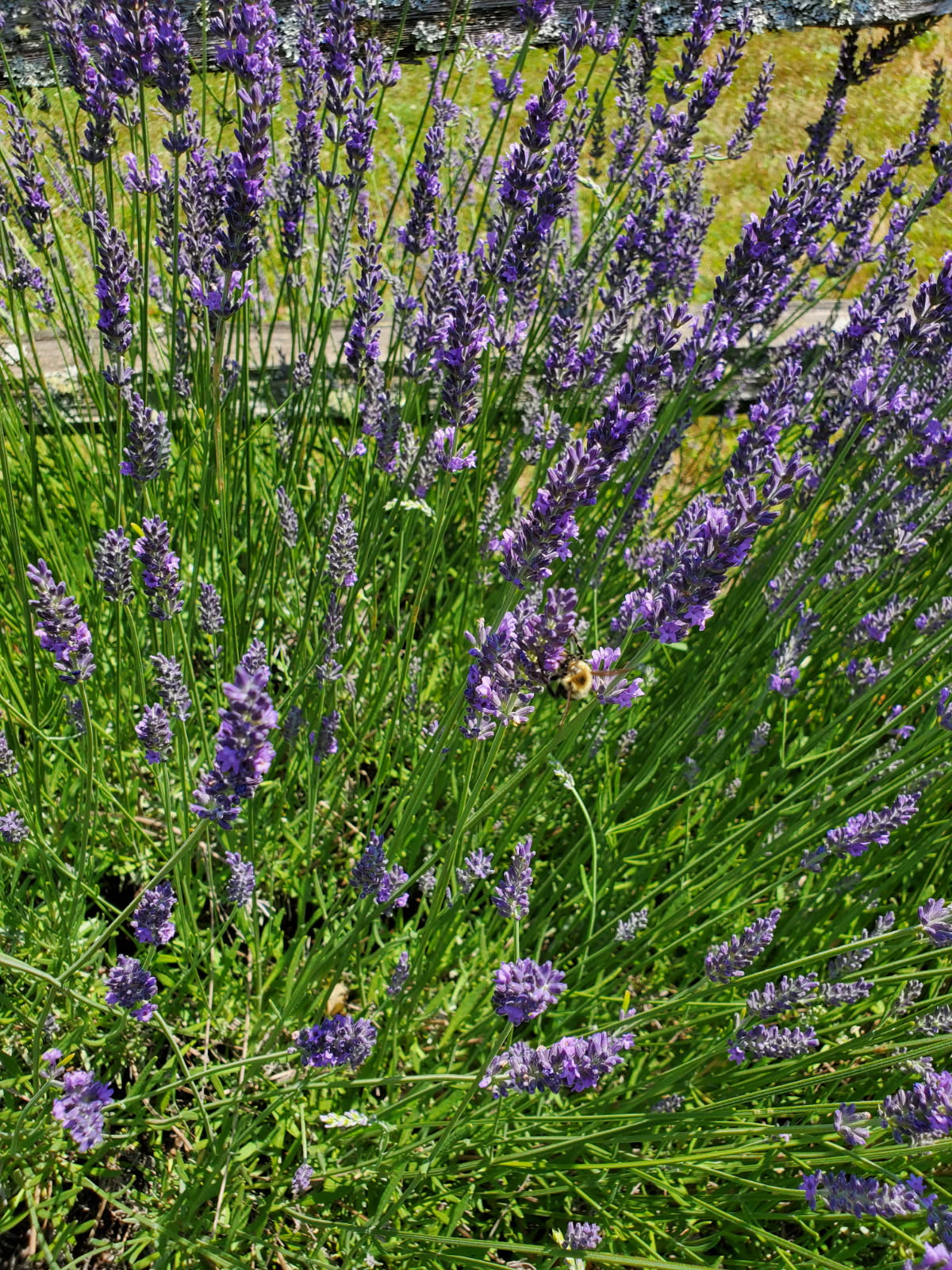 Fresh Phenomenal Lavender Bouquets: Hand-Picked Maine Grown, Fragrant, Calming, Organic Stems